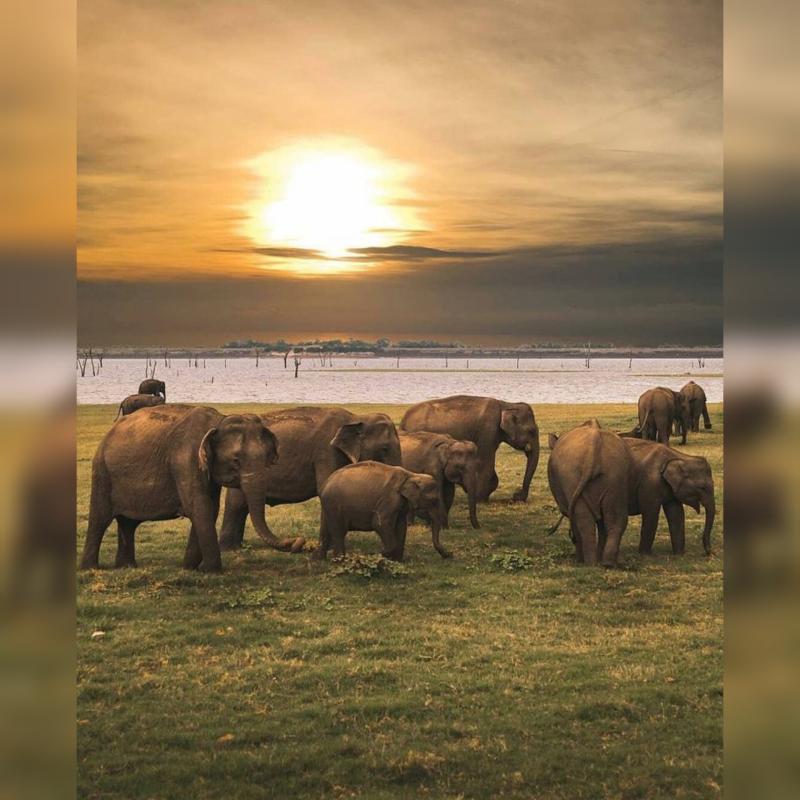 Kawdulla , Minneriya Safari 