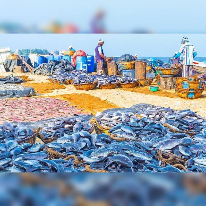 Nigambo Fish Market visit