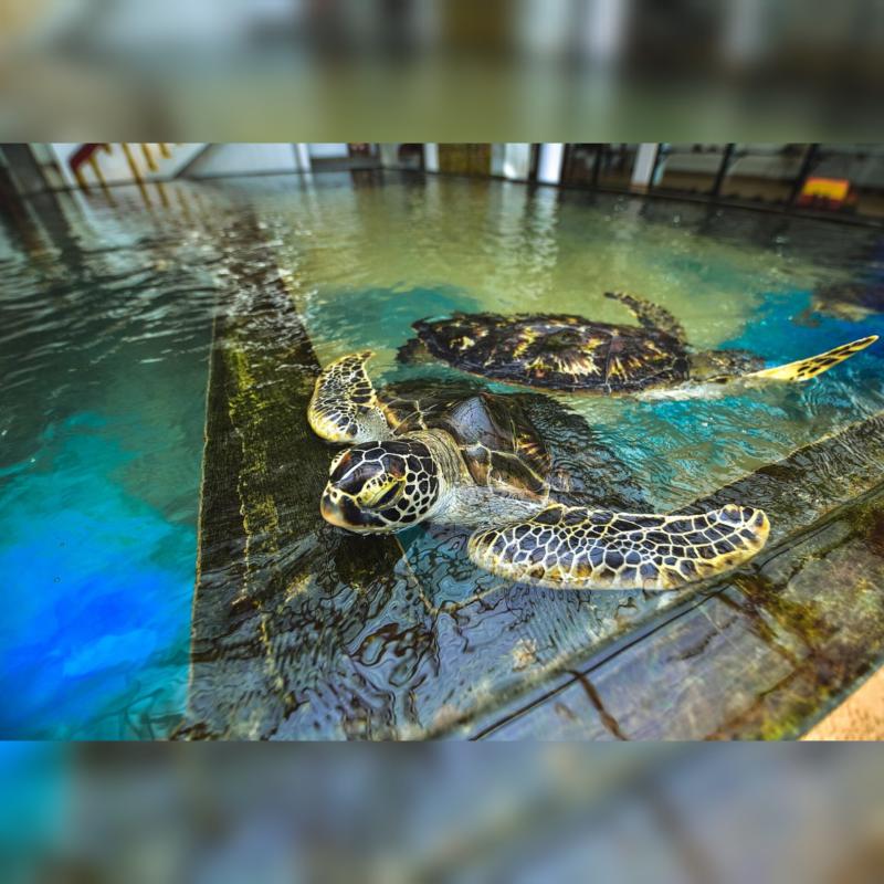 Galle Sea turtle conservertion